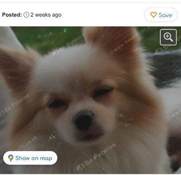 One year old Pom