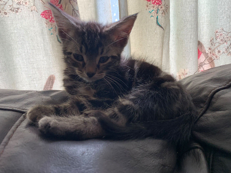 3 kittens for sale 2 boys 1 girl