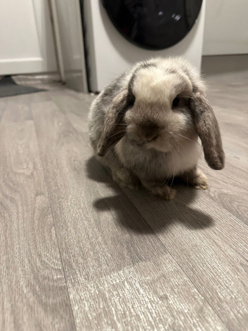Mini lop rabbits for sale