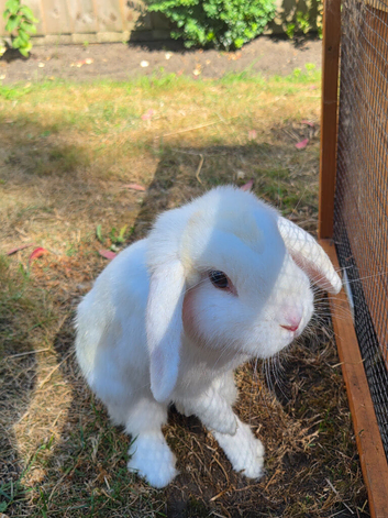 White mini lop rabbit