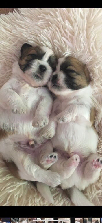 Beautiful litter of Shih Tzu puppies