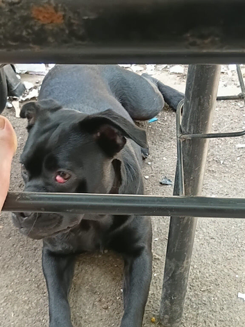 Frenchie cross labrador