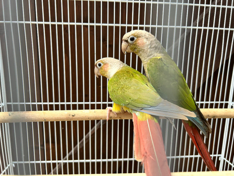 Pineapple conures