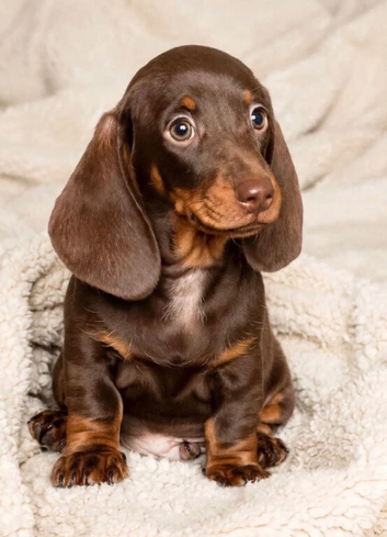 Gorgeous miniature dachshund puppy