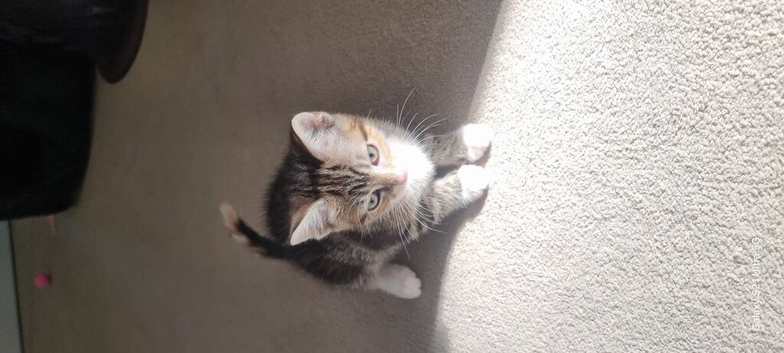 Lovely  girl kitten