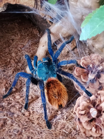 Female GBB and full set up