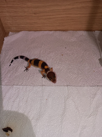 Leopard gecko