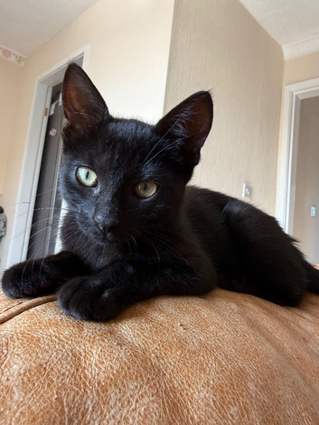 Very affectionate Black Kitten