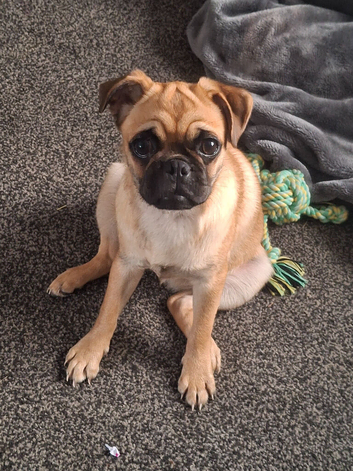Gorgeous pug x shih tzu female