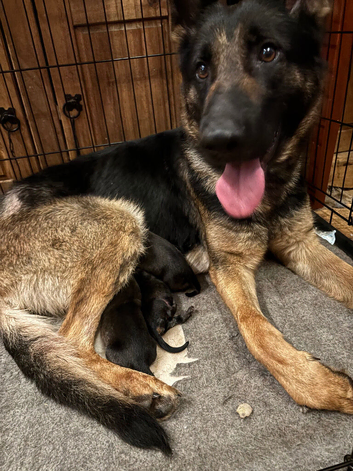 Belgian Shepherd/ Belgian Malinois