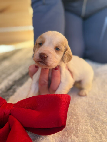 3 week Old Sprocker Spaniel Pups