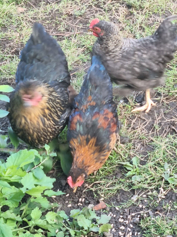 Bantam chicks and mother hen