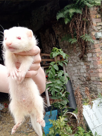 Albino hobs for sale