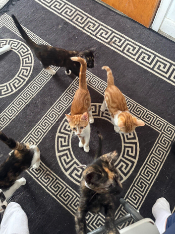 Kittens ready to leave