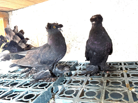 Double crested trumpeters Pairs for sale