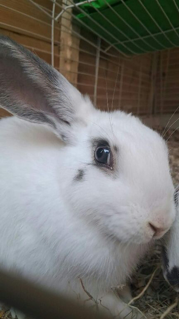White and gray eared giant mix