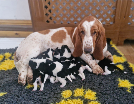 Beautiful Basset Hound Pups Ready 19th June