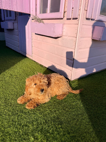 1 beautiful apricot f1 cockapoo boy available
