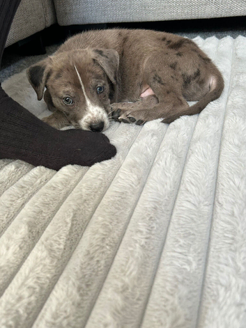 Rehoming my 9 week old pup