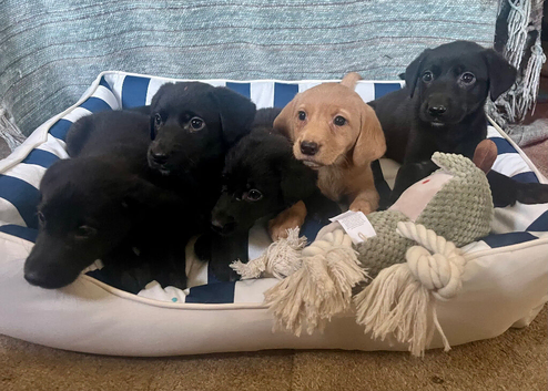 Stunning labs ready now