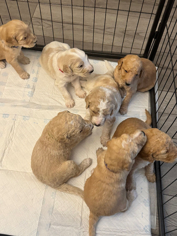 8 beautiful Goldendoodle puppies