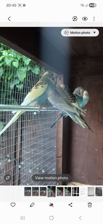 Young budgies available