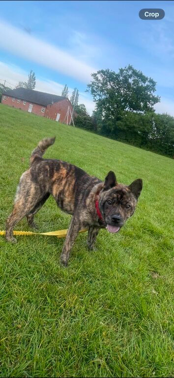 CHOW CHOW CROSS FRENCHIE