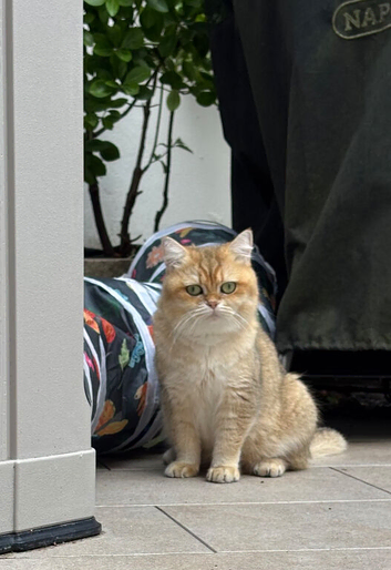 Pedigree British Shorthair