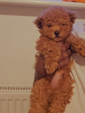 Toy poodle