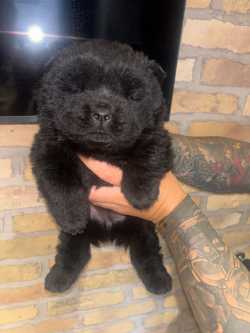 Chow chow puppies for sale