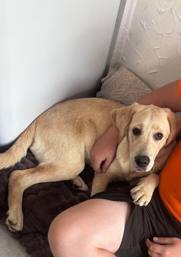 Labrador girl