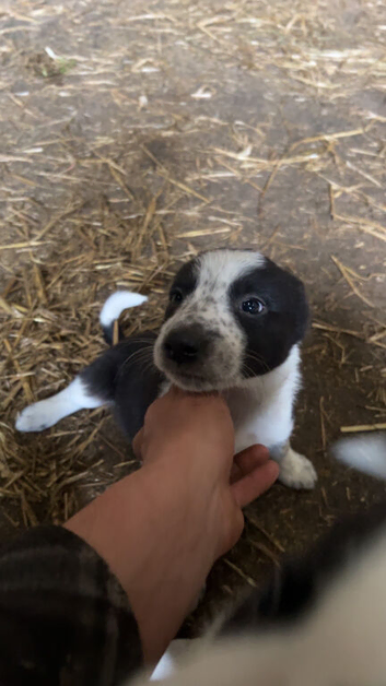 Border collie pups