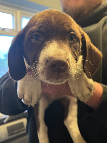 Cocker spaniel cross