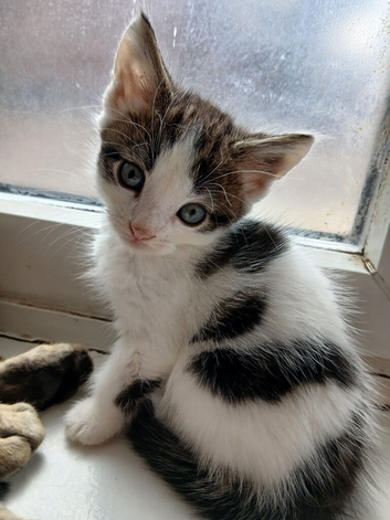 Maine coon cross