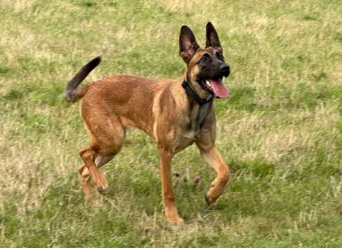Mali/Dutch Female 7 Months Old BRN 56036