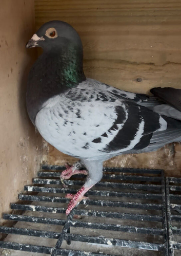 Quality racing pigeons for sale in Glasgow