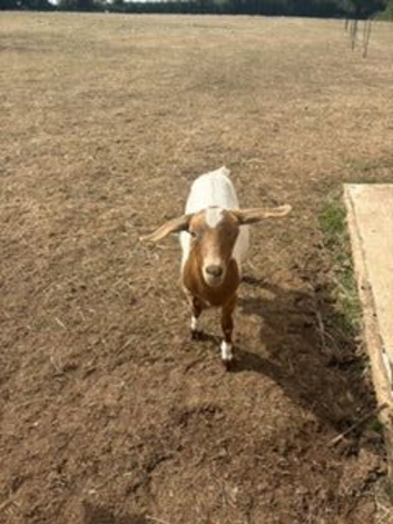 Two goats for sale - one female and one wether