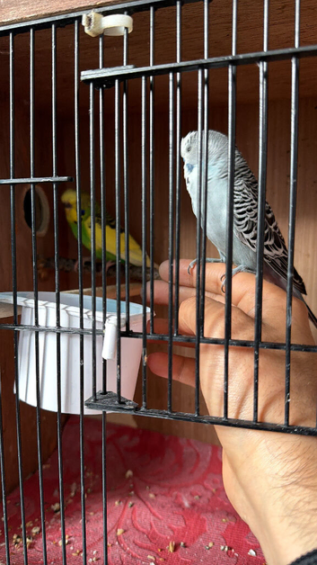Pair of budgies for sale