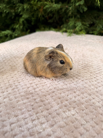 Beautiful baby boar