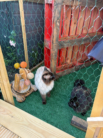 Male Ragdoll