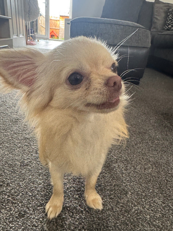 Chihuahua for stud