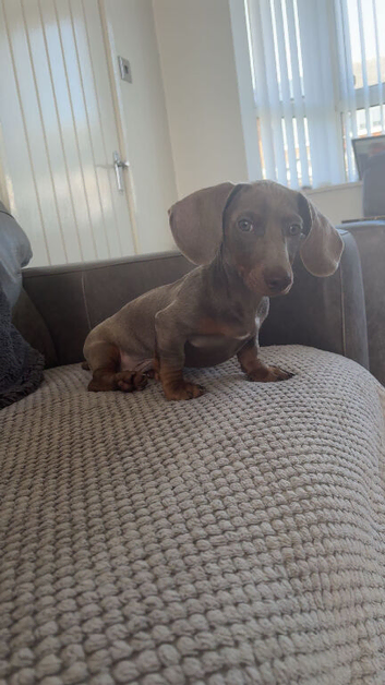 Male Miniature Dachshund