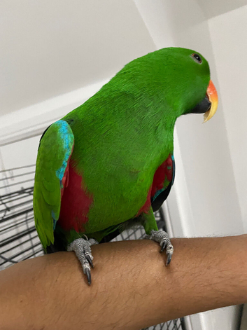 Tame and talkative eclectus parrot