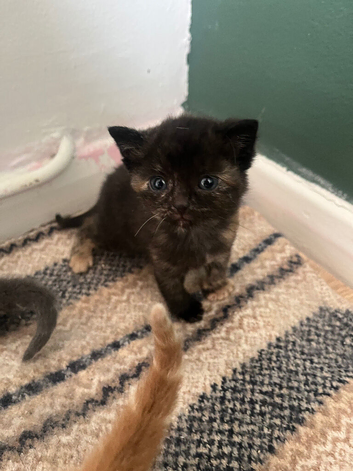 Ready to leave kitten