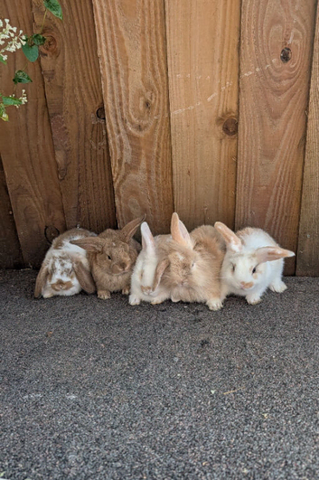Lion lop bunnies for sale x 5