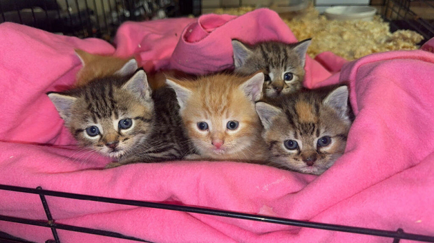 Kittens