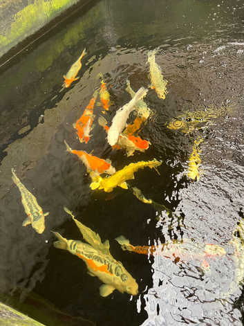 Koi
