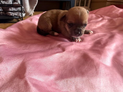 Chihuahua x min pin puppies craigavon area