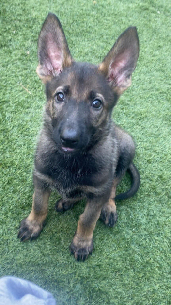 Kc reg German shepherd female gorgeous pup 9 weeks