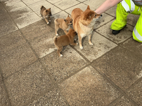 Shiba Inu pups